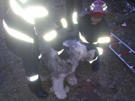 Pompierii, prietenii animalelor: Au salvat un căţel căzut în canal